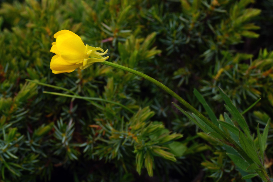 Ranunculus sp. + Hieracium sp.